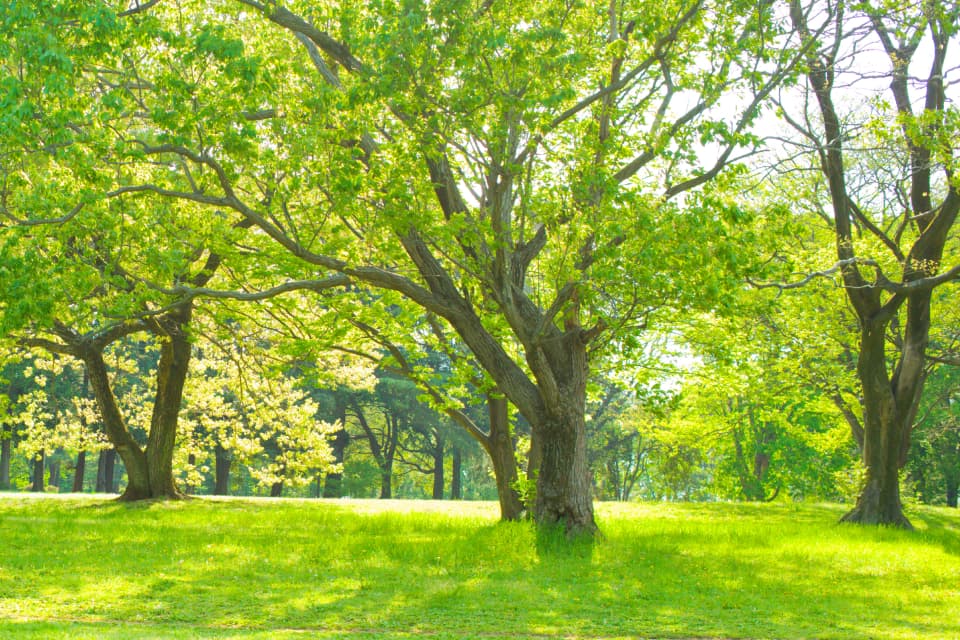 公園